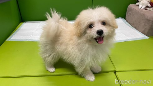 成約済の兵庫県のポメマル:ポメラニアン×マルチーズ-343421の10枚目
